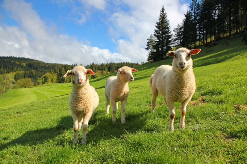Velke Karlovice kŕmenie ovečiek na biofarme