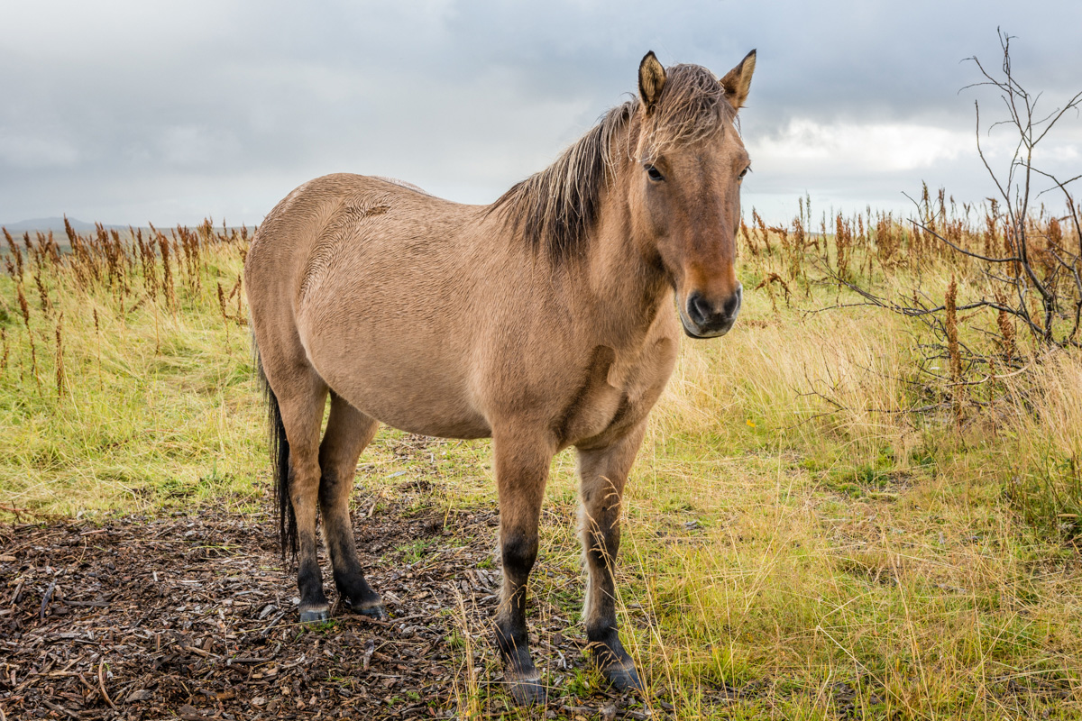Nezabudnuteľný Island Cestovanie a dovolenky svetom